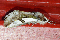 Euscirrhopterus poeyi
