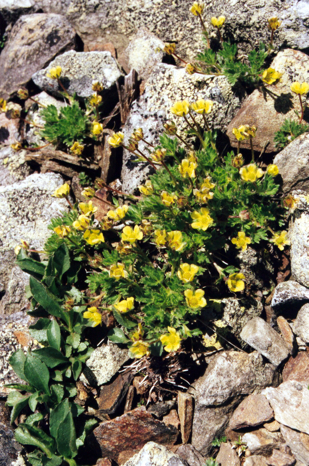Potentilla robbinsiana