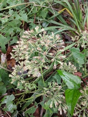 Mikania cordifolia image