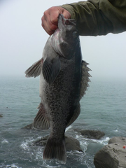 Sebastes melanops