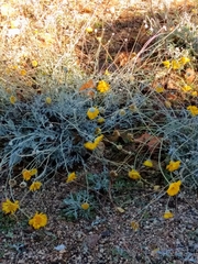 Baileya pleniradiata