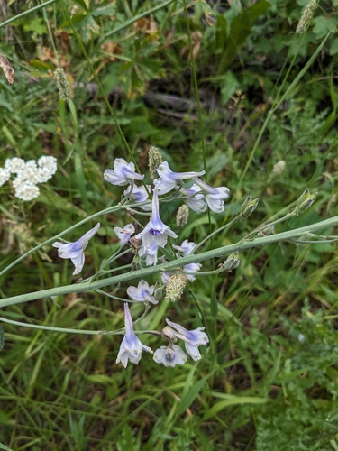 Image of Delphinium occidentale by (c) Alina Martin, some rights reserved (CC BY)