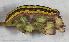 Melanchra pulverulenta