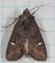 Helotropha reniformis