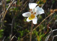 Euphrasia wettsteiniana