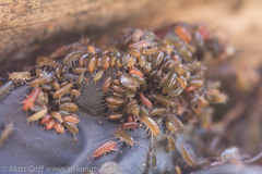 Traskorchestia traskiana