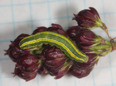 Melanchra pulverulenta