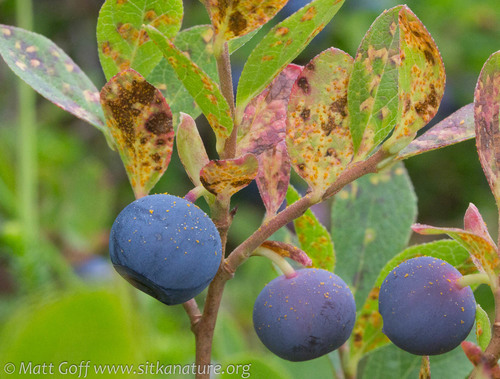 Naohidemyces vaccinii (Jørst.) S.Sato, Katsuya & Y.Hirats. ex Vanderweyen & Fraiture