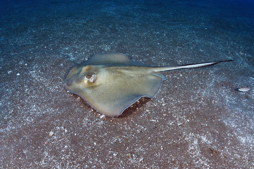 Southern Stingray, photo 6 of 10