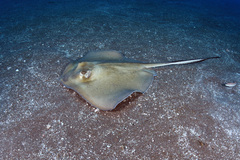 Southern Stingray photo 3