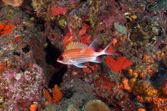 Holocentrus adscensionis