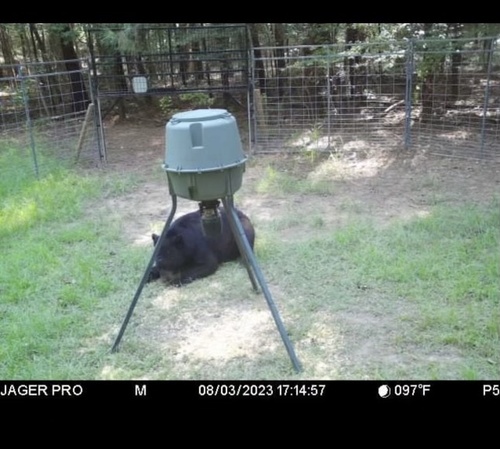 American Black Bear photographed in Louisiana