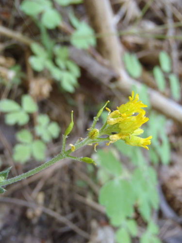 Draba bifurcata