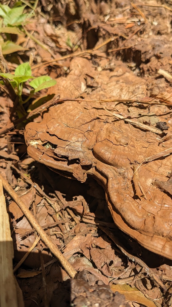 Ganoderma applanatum · August 2023 · photo: © atsushi_nakajima_cirque (iNaturalist, cc-by)