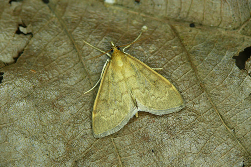 Anania fuscalis (Denis & Schiffermüller), 1775