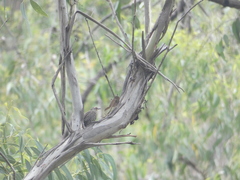 Climacteris erythrops