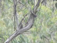 Climacteris erythrops