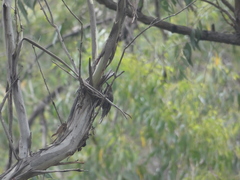 Climacteris erythrops