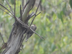 Climacteris erythrops