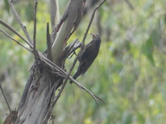 Climacteris erythrops