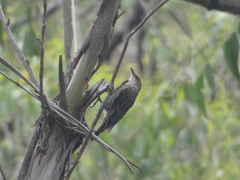 Climacteris erythrops