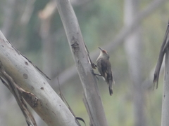 Climacteris erythrops