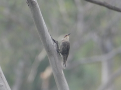 Climacteris erythrops