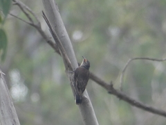 Climacteris erythrops