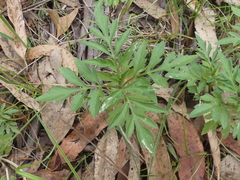 Bidens subalternans