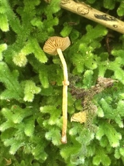Pholiotina gracilenta