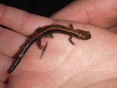 Plethodon elongatus