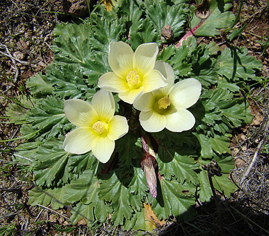 Acaulimalva