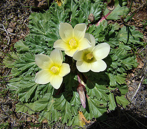 Acaulimalva sulphurea