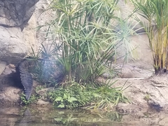 Crocodylia