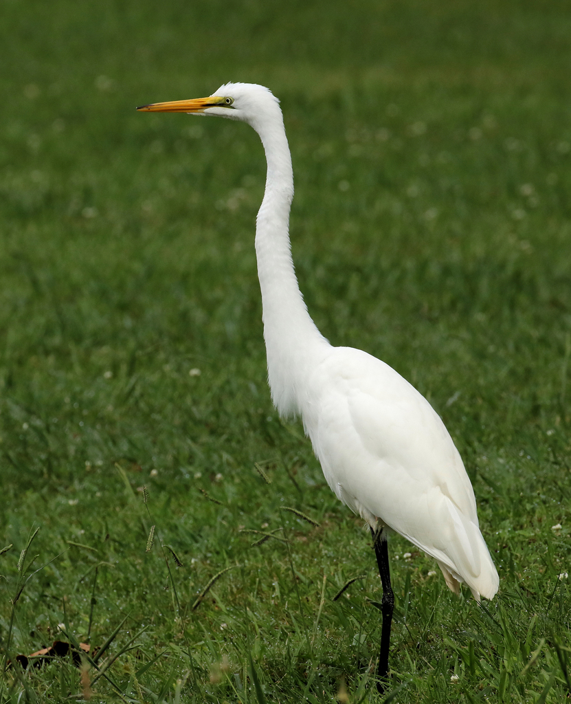 Great Egret from Erwin, TN 37650, USA on July 23, 2023 at 08:44 AM by ...