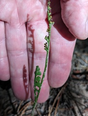 Botrychium minganense image