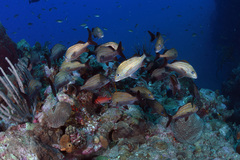 Haemulon carbonarium