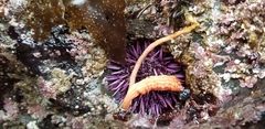 Long-Stalked Sea Squirt photo 3