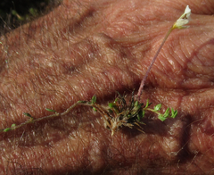 Euphrasia wettsteiniana