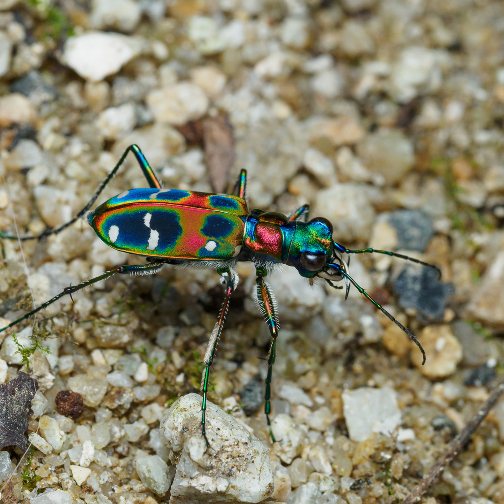 Japanese Tiger Beetle in July 2023 by emura_atka · iNaturalist