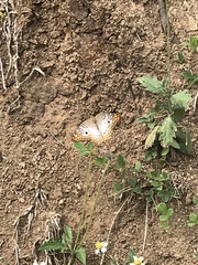 Anartia jatrophae