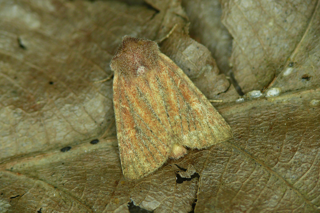 Mere Wainscot, photo 1 of 10