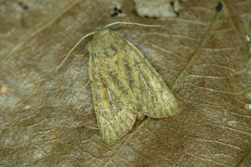 Mere Wainscot, photo 2 of 10