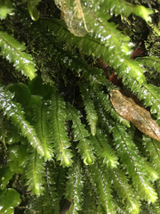 Cyathophorum bulbosum