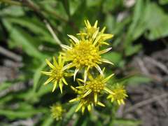 Solidago cuprea