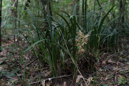 Cymbidium ensifolium iNat (3)