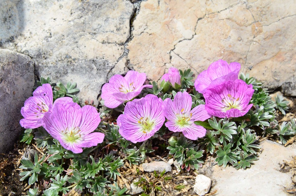 Silvery Crane's Bill