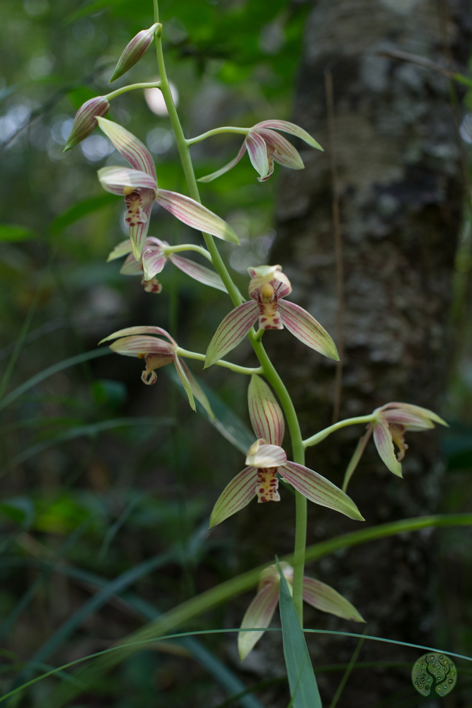 Chinese Cymbidiums