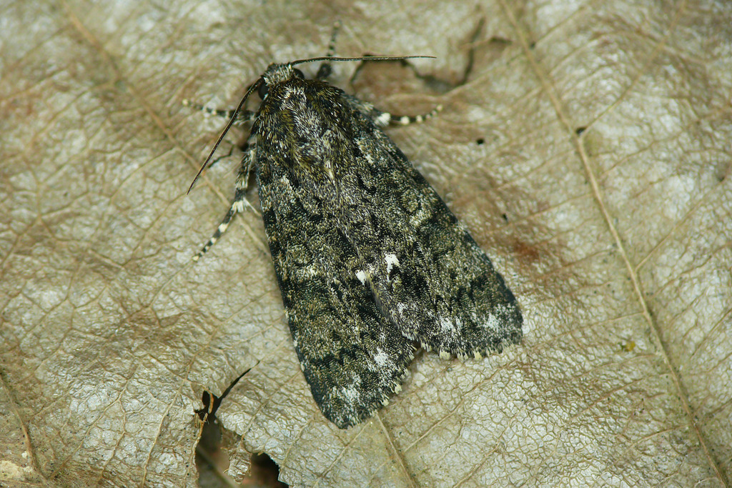 Noctuelle de la Patience