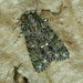 Knot Grass Moth - Photo (c) Michał Brzeziński, some rights reserved (CC BY-NC), uploaded by Michał Brzeziński